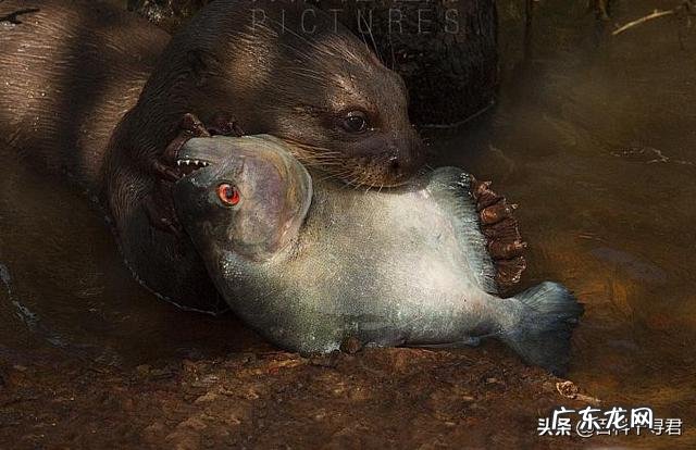 食人鱼有天敌吗?