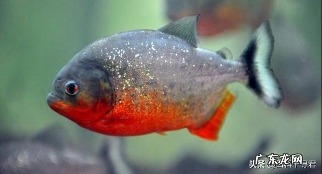 食人鱼有天敌吗?