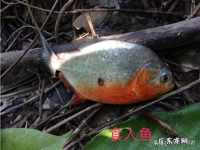 食人鱼有天敌吗?