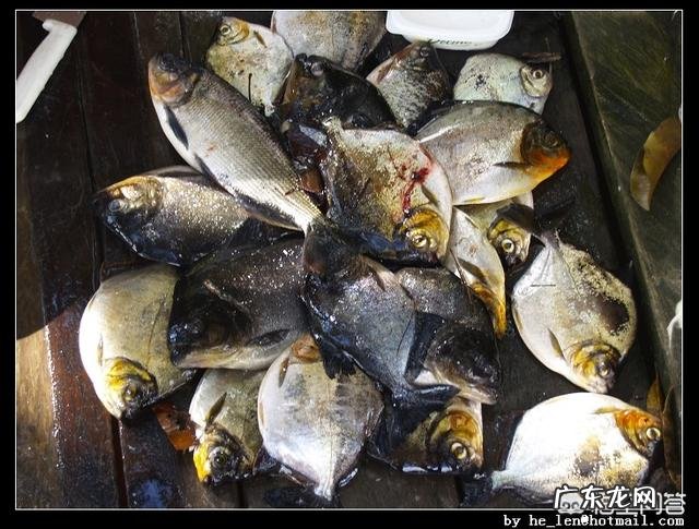 食人鱼有天敌吗?