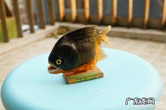 食人鱼有天敌吗?