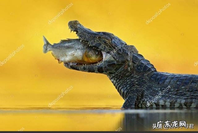 食人鱼有天敌吗?