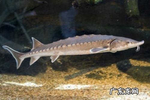 吃肉的淡水鱼都有哪些?