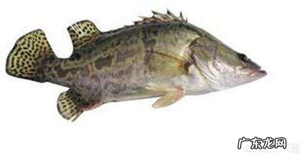 吃肉的淡水鱼都有哪些?