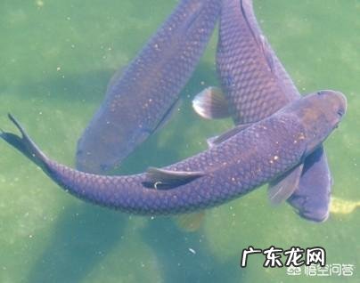 吃肉的淡水鱼都有哪些?