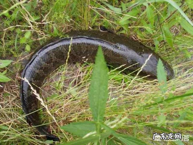 吃肉的淡水鱼都有哪些?