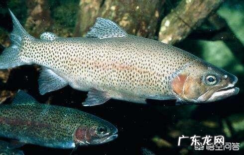 吃肉的淡水鱼都有哪些?