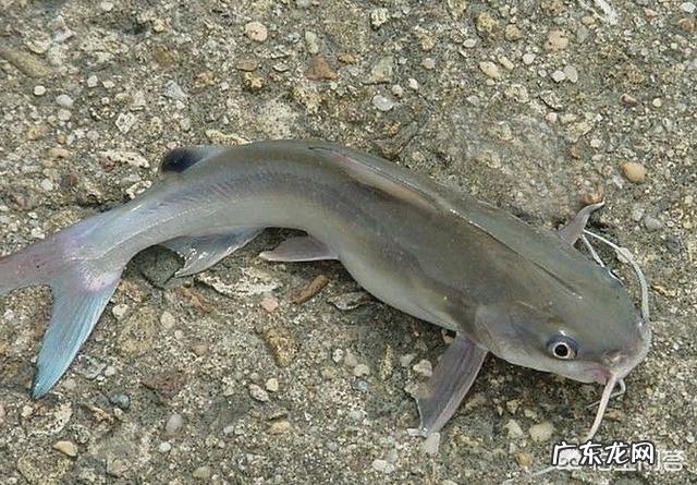 吃肉的淡水鱼都有哪些?