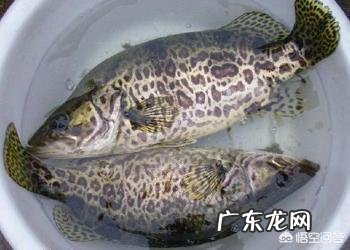 吃肉的淡水鱼都有哪些?