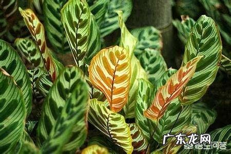 美丽的竹芋怎么换盆?