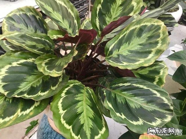 美丽的竹芋怎么换盆?