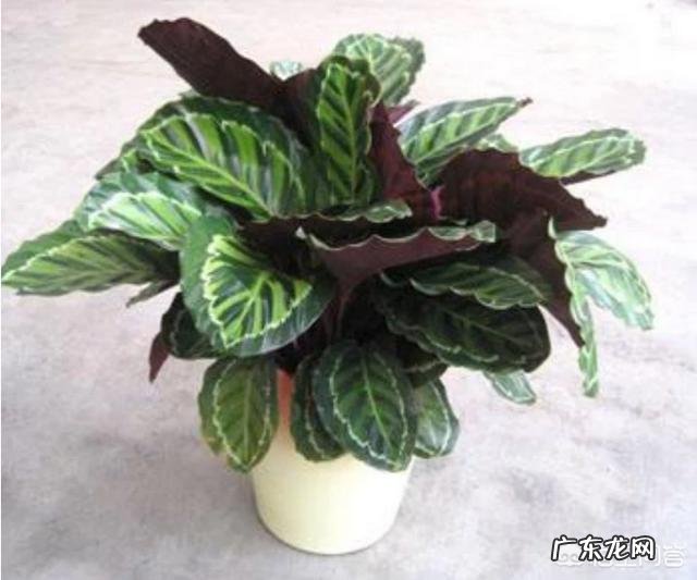美丽的竹芋怎么换盆?