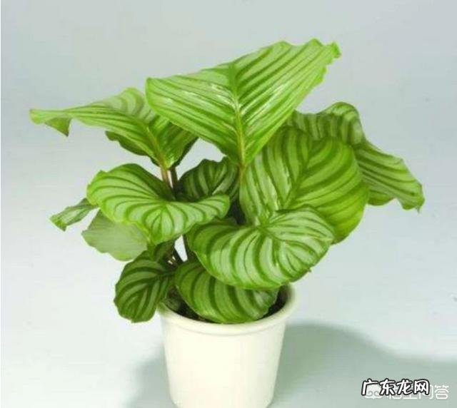 美丽的竹芋怎么换盆?