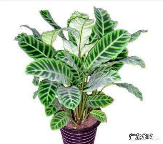 美丽的竹芋怎么换盆?