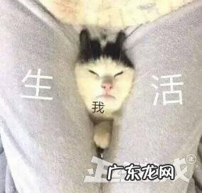 圣邪魔兽 疯狂的魔兽