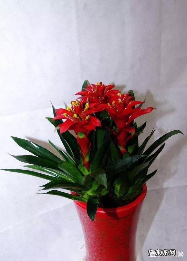 春节期间家里适合摆哪些植物？