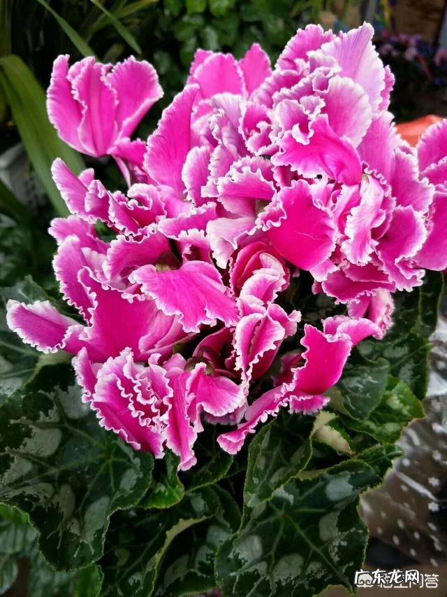 春节期间家里适合摆哪些植物？