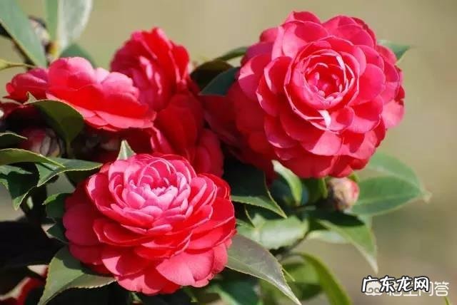 春节期间家里适合摆哪些植物？