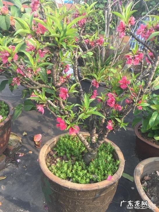 春节期间家里适合摆哪些植物？