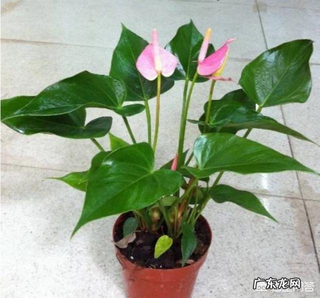 春节期间家里适合摆哪些植物?