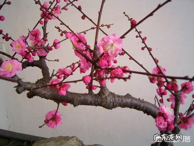 春节期间家里适合摆哪些植物？