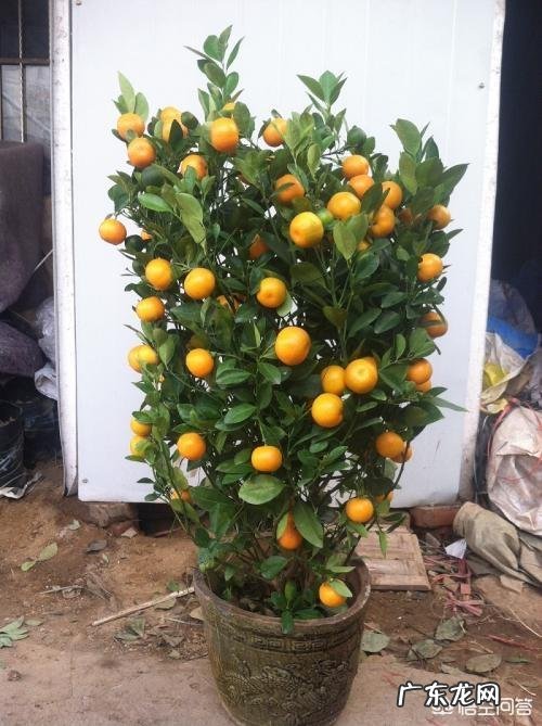 春节期间家里适合摆哪些植物？