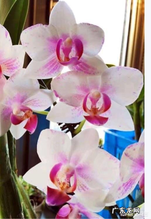 春节期间家里适合摆哪些植物?