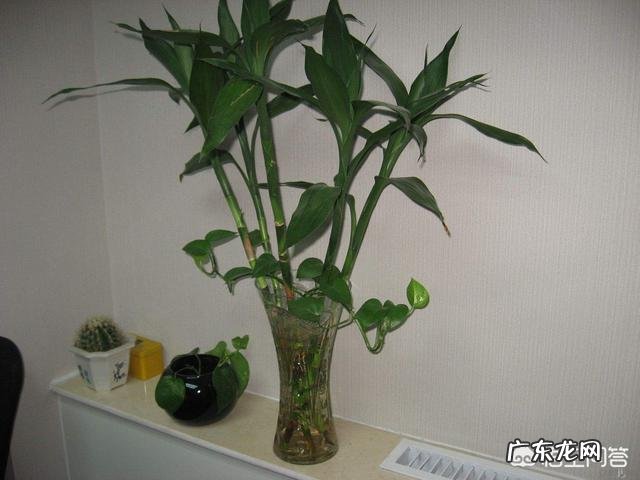 春节期间家里适合摆哪些植物？