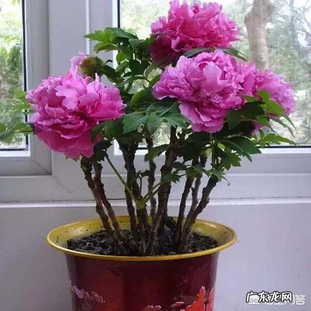 春节期间家里适合摆哪些植物？