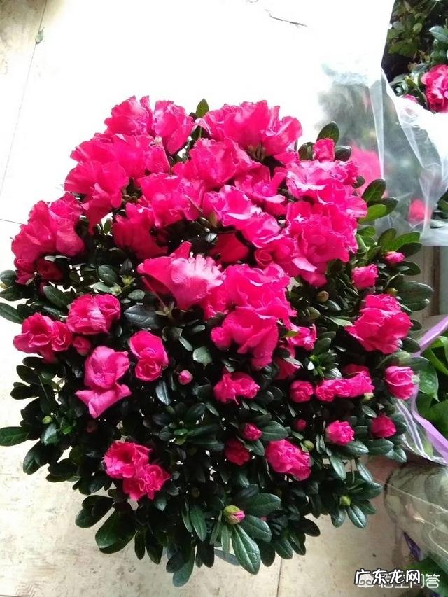 春节期间家里适合摆哪些植物？