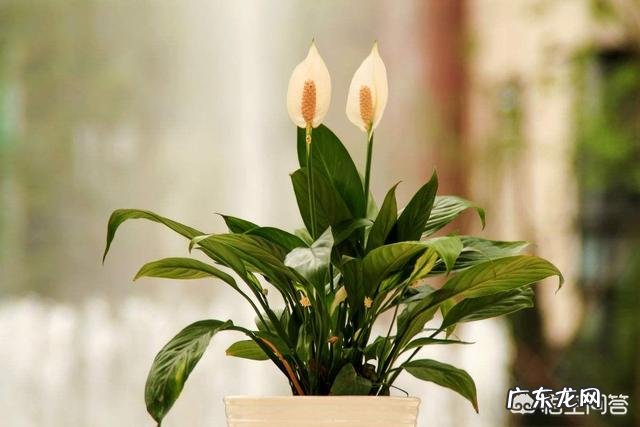 春节期间家里适合摆哪些植物？