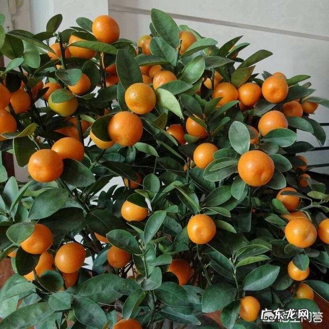 春节期间家里适合摆哪些植物？