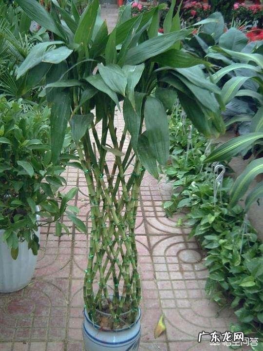 春节期间家里适合摆哪些植物？