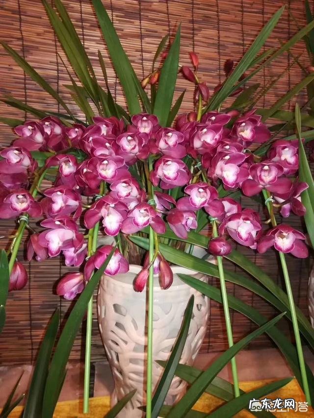 春节期间家里适合摆哪些植物？