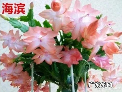 春节期间家里适合摆哪些植物?