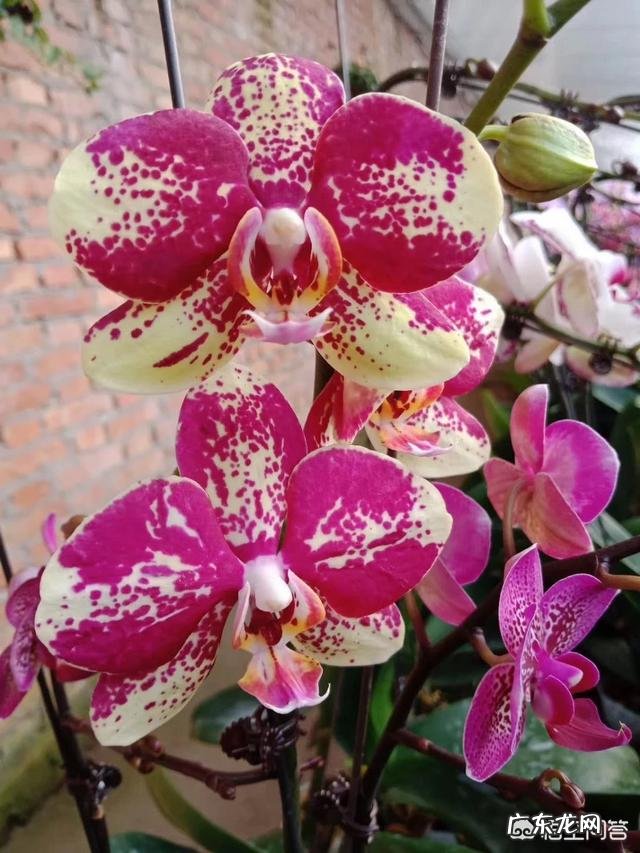 春节期间家里适合摆哪些植物？