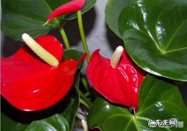 春节期间家里适合摆哪些植物?