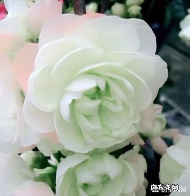 春节期间家里适合摆哪些植物?