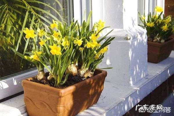 春节期间家里适合摆哪些植物？