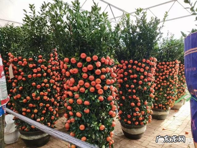 春节期间家里适合摆哪些植物？