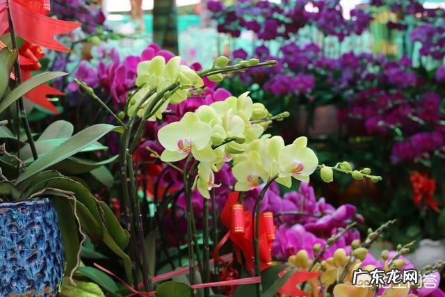 春节期间家里适合摆哪些植物？