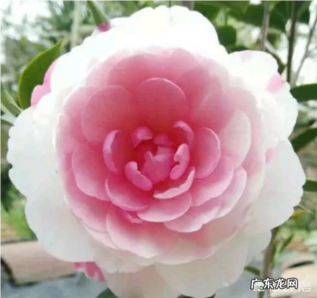 春节期间家里适合摆哪些植物?