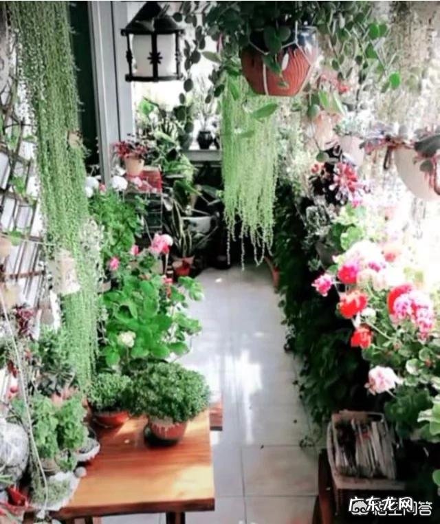 春节期间家里适合摆哪些植物?