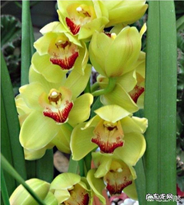 春节期间家里适合摆哪些植物?