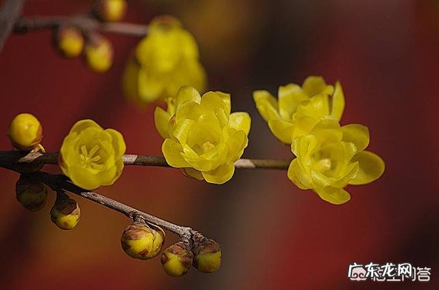 春节期间家里适合摆哪些植物？