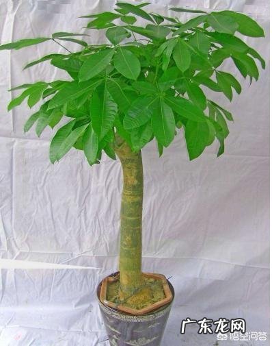 春节期间家里适合摆哪些植物？