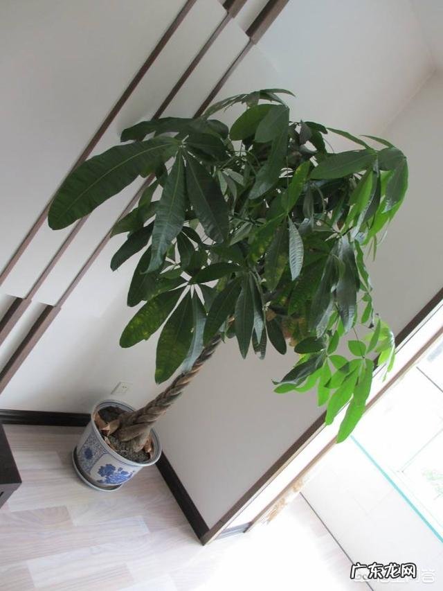 春节期间家里适合摆哪些植物？