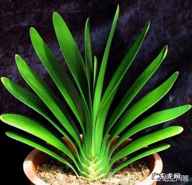 春节期间家里适合摆哪些植物?