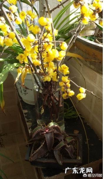 春节期间家里适合摆哪些植物？