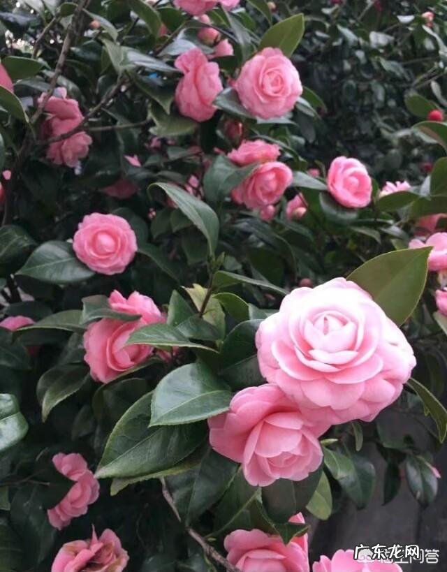 春节期间家里适合摆哪些植物?